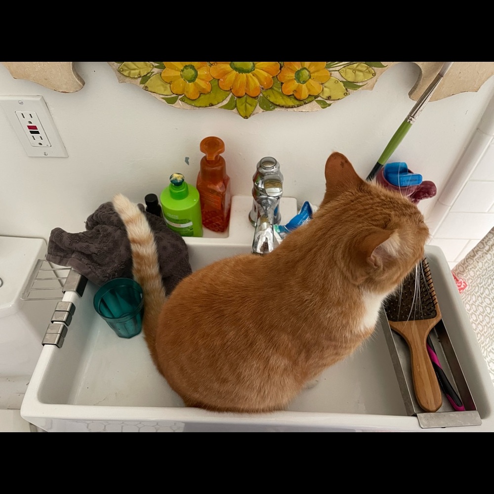 Meet your Posher, Naya